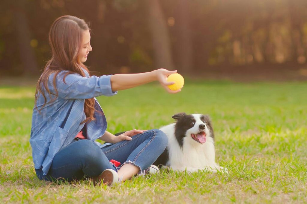 10 idee creative per stimolare la mente dei cani con giochi coinvolgenti e divertenti