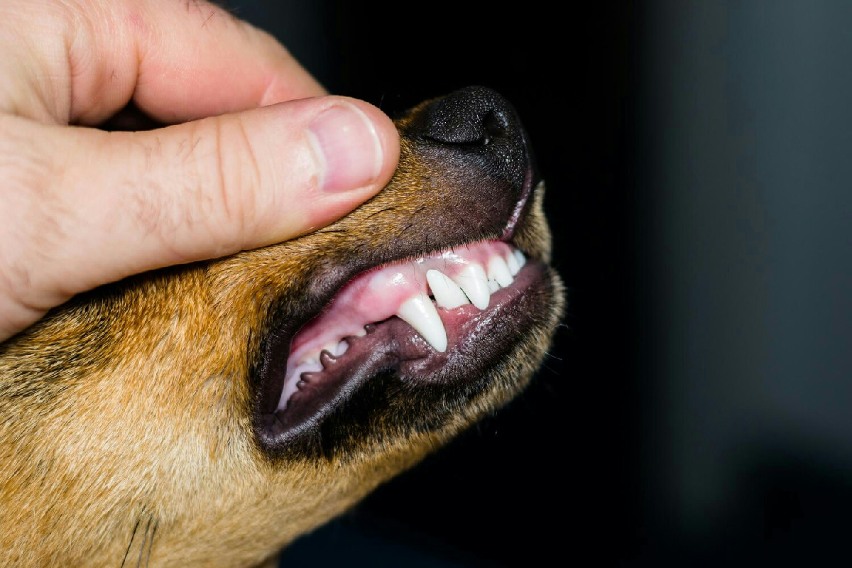 7 snack dentali per cani che migliorano l’igiene orale e mantengono denti sani e forti