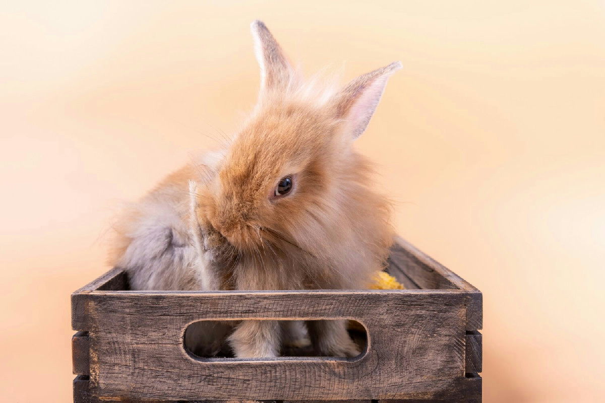 Addestramento del coniglio all'uso della lettiera: consigli utili per un ambiente domestico ordinato