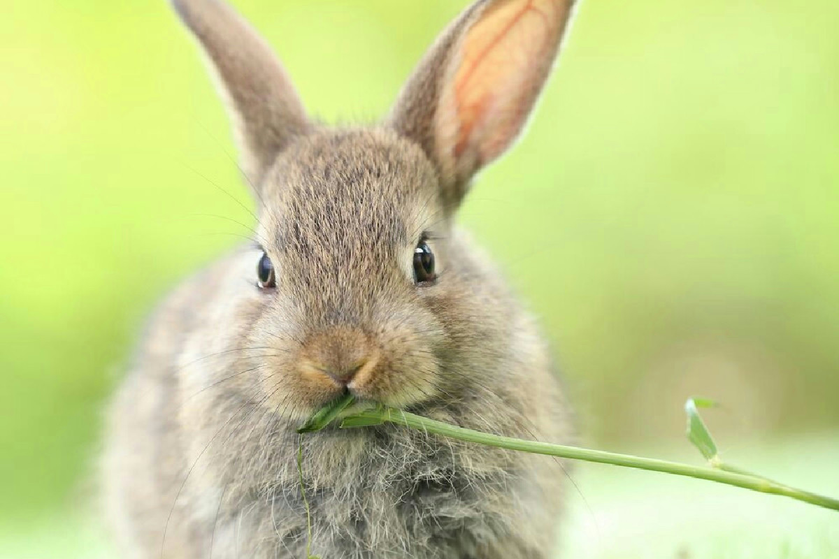 Addestramento del coniglio all'uso della lettiera: consigli utili per un ambiente domestico ordinato