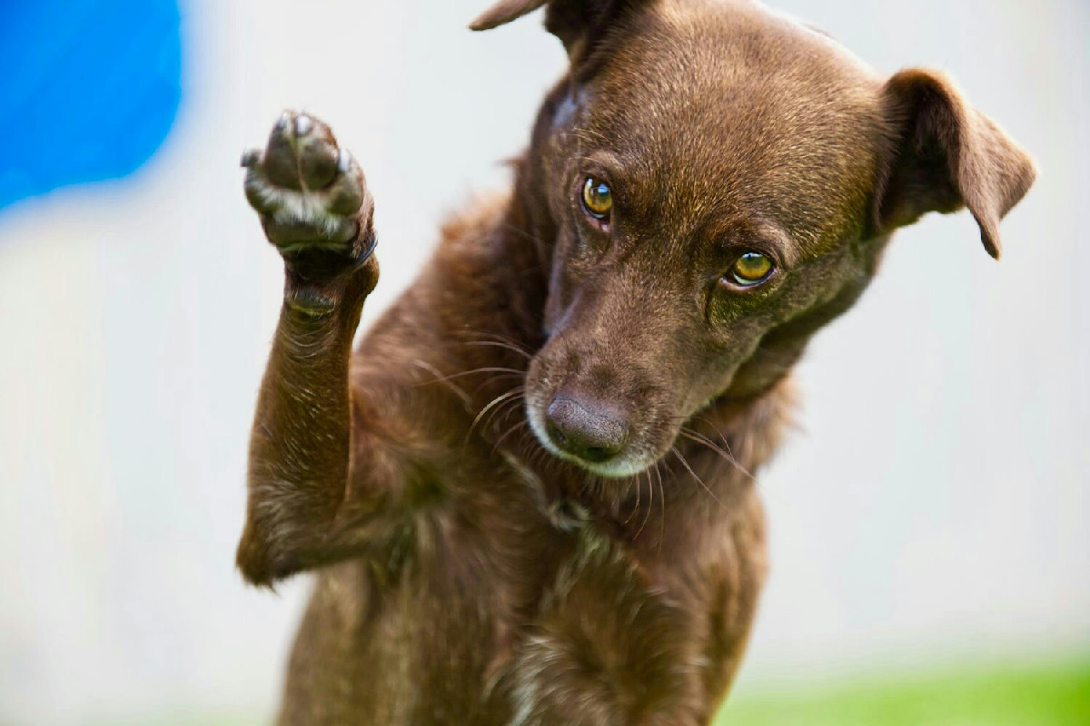 Addestrare animali a non mordere o graffiare: tecniche per un comportamento equilibrato e sereno