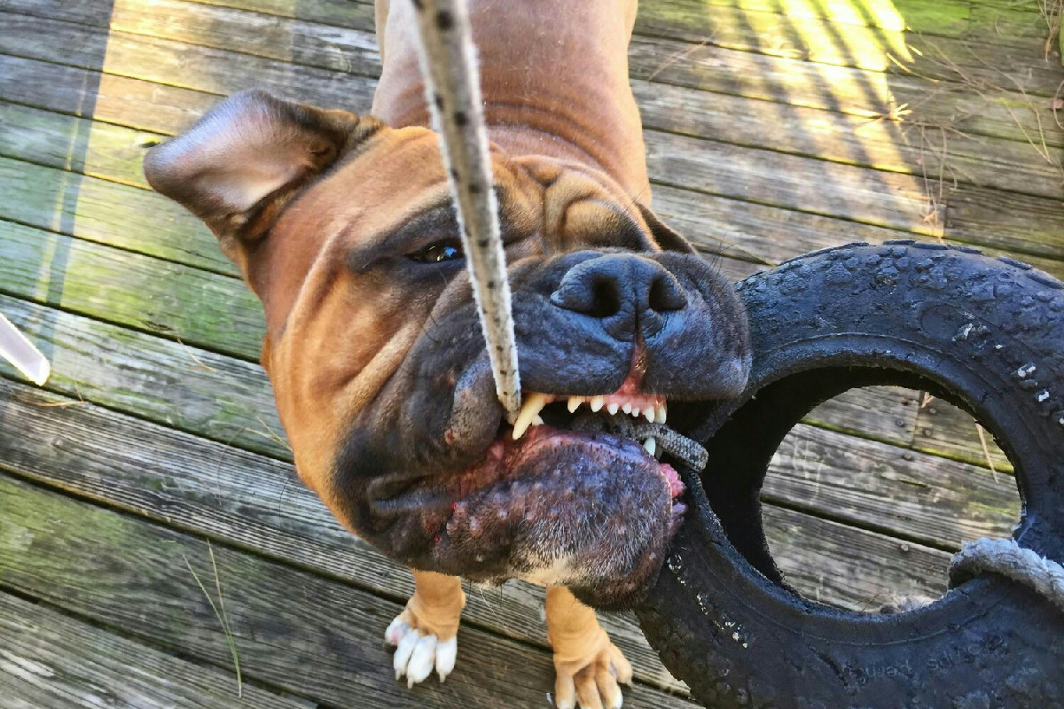 Addestrare animali a non mordere o graffiare: tecniche per un comportamento equilibrato e sereno