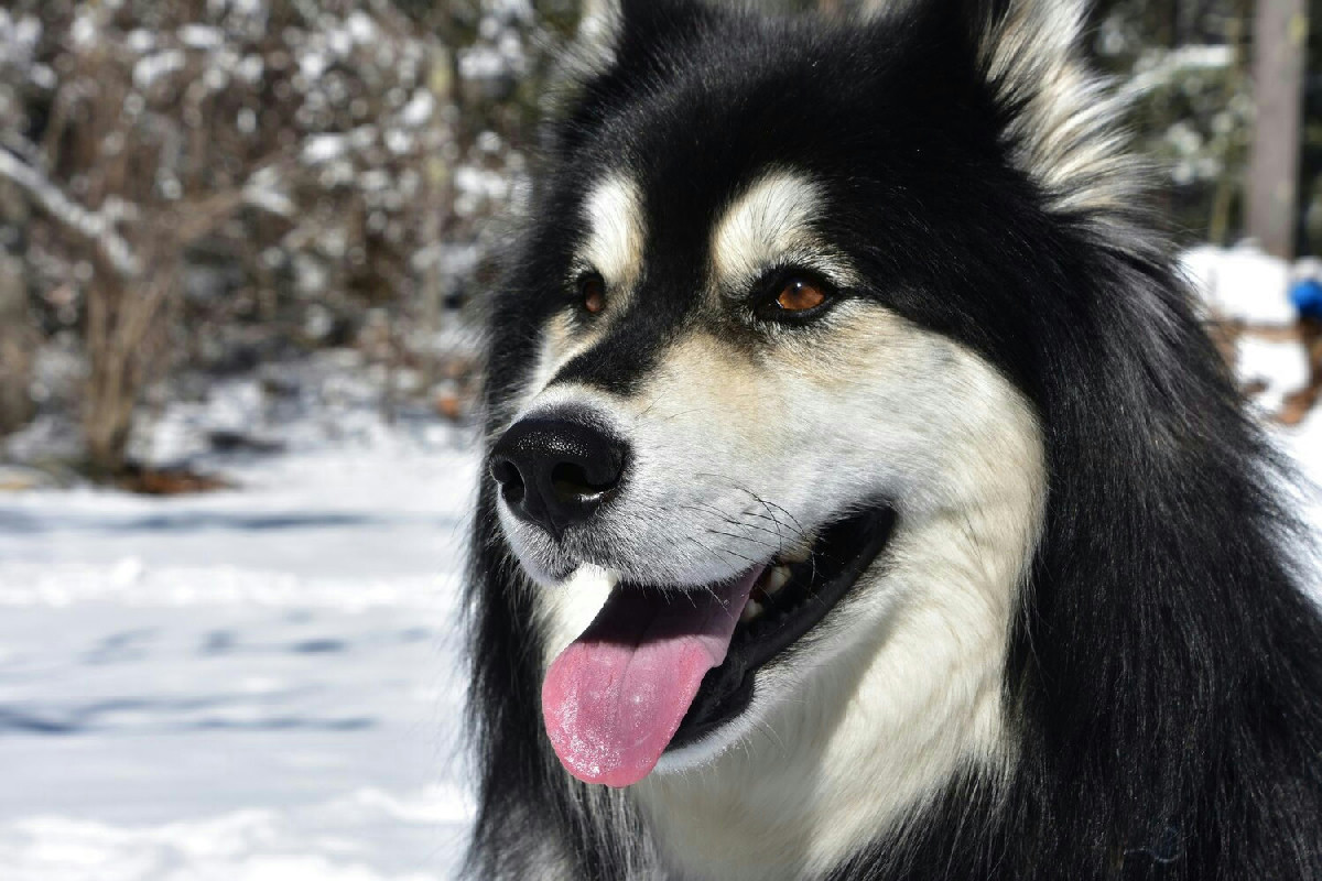 Alaskan Malamute: caratteristiche, cura e stile di vita di uno dei cani più forti e affettuosi del Nord