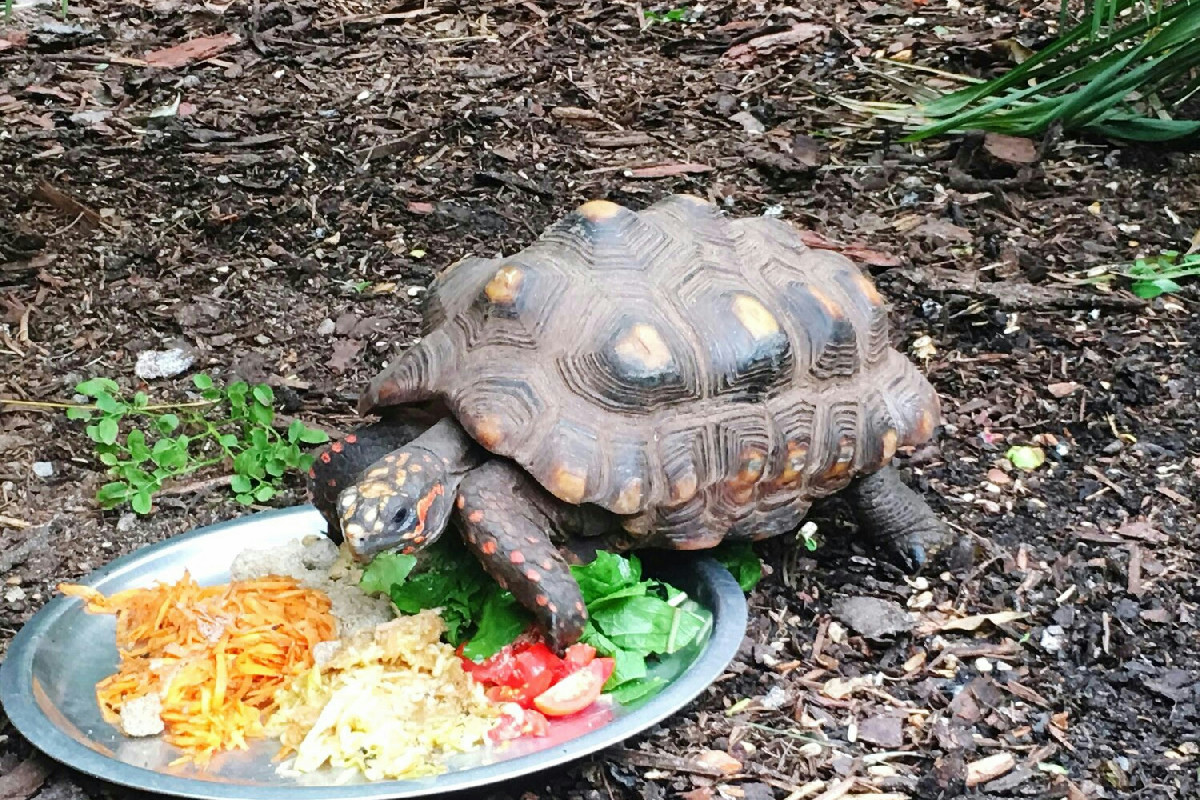 Alimentazione delle tartarughe: guida pratica per nutrirle ogni giorno in modo sano e bilanciato