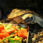 Alimentazione delle tartarughe: guida pratica per nutrirle ogni giorno in modo sano e bilanciato