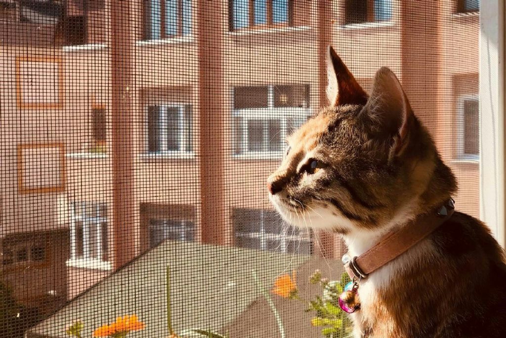 Animali domestici in condominio: diritti e doveri per gestire rumori e responsabilità comuni