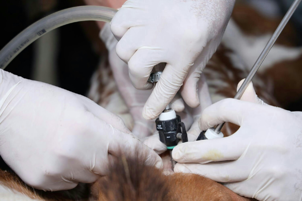 Animali domestici: microchip obbligatorio, stop agli incroci e novità su cuccioli e collari