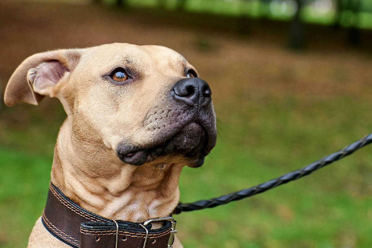 Animali domestici: microchip obbligatorio, stop agli incroci e novità su cuccioli e collari