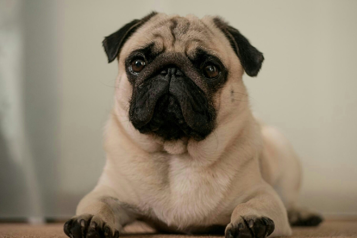 Animali dal muso corto dal fascino unico: perché sempre più persone li scelgono in casa