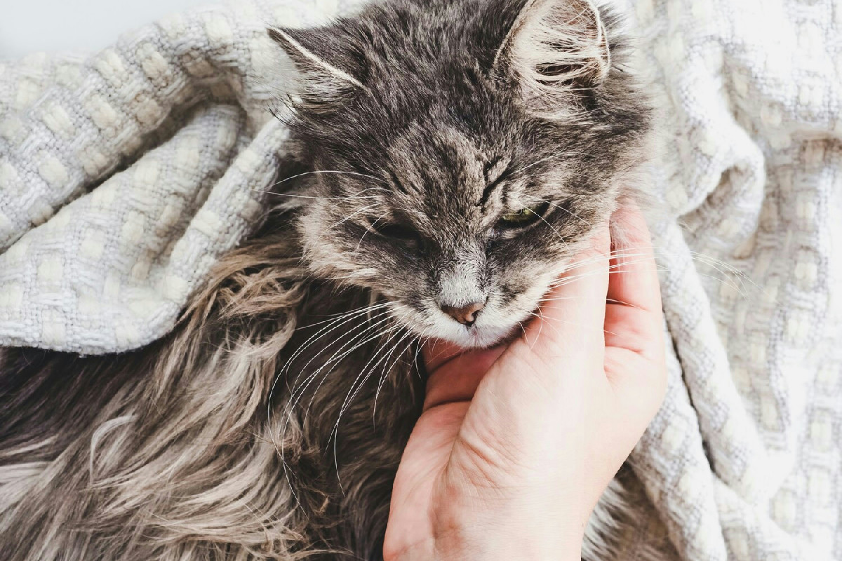 Gli animali che si grattano continuamente mostrano un segnale di fastidio e richiedono attenzione urgente