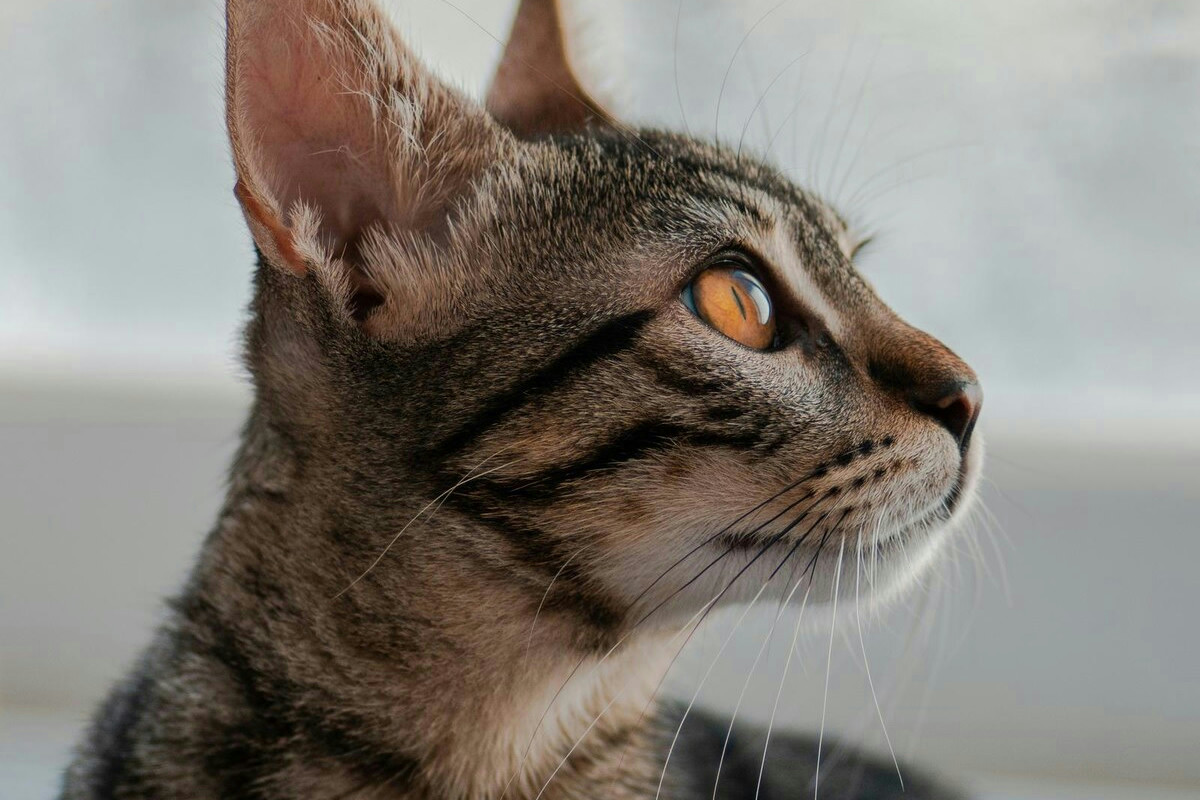 Gli animali che si grattano continuamente mostrano un segnale di fastidio e richiedono attenzione urgente