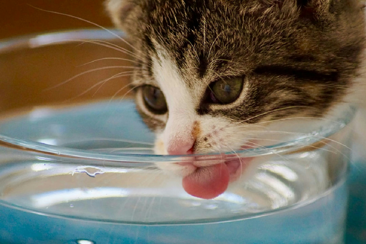 Aumento del consumo d’acqua nel gatto: cause possibili e segnali da non ignorare mai