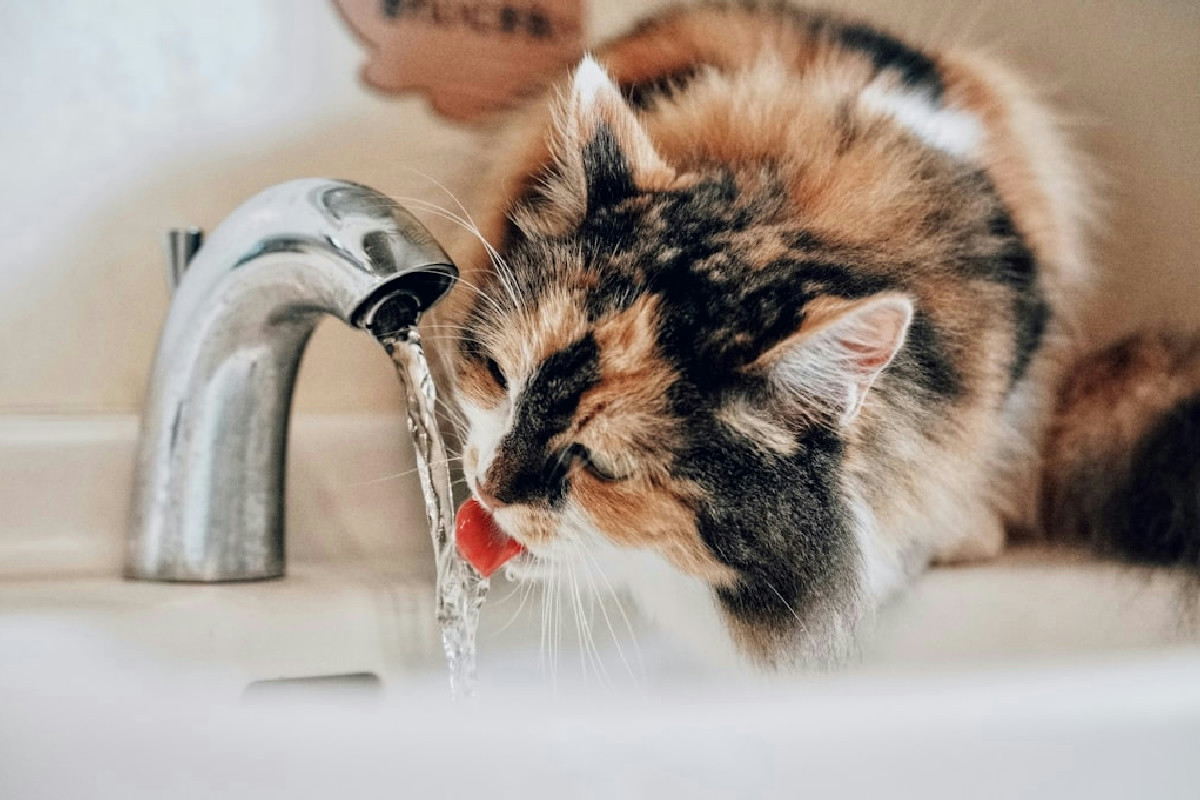 Aumento del consumo d’acqua nel gatto: cause possibili e segnali da non ignorare mai