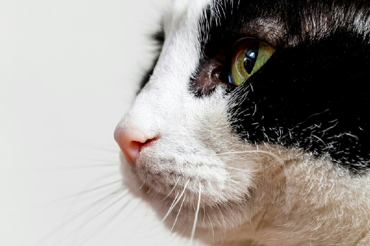 Il benessere del gatto inizia qui: igiene orale e cibi irresistibili trasformano la sua vita ogni giorno