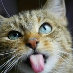 Il benessere del gatto inizia qui: igiene orale e cibi irresistibili trasformano la sua vita ogni giorno