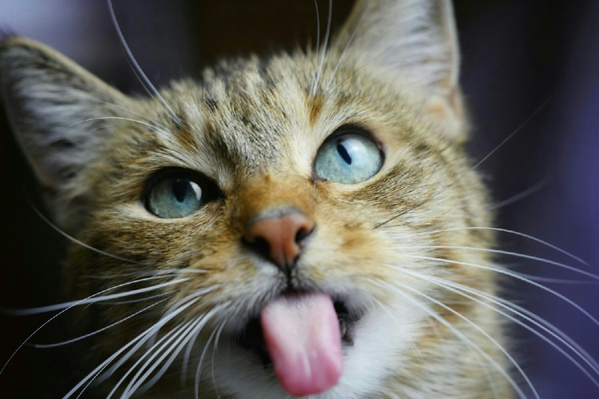 Il benessere del gatto inizia qui: igiene orale e cibi irresistibili trasformano la sua vita ogni giorno