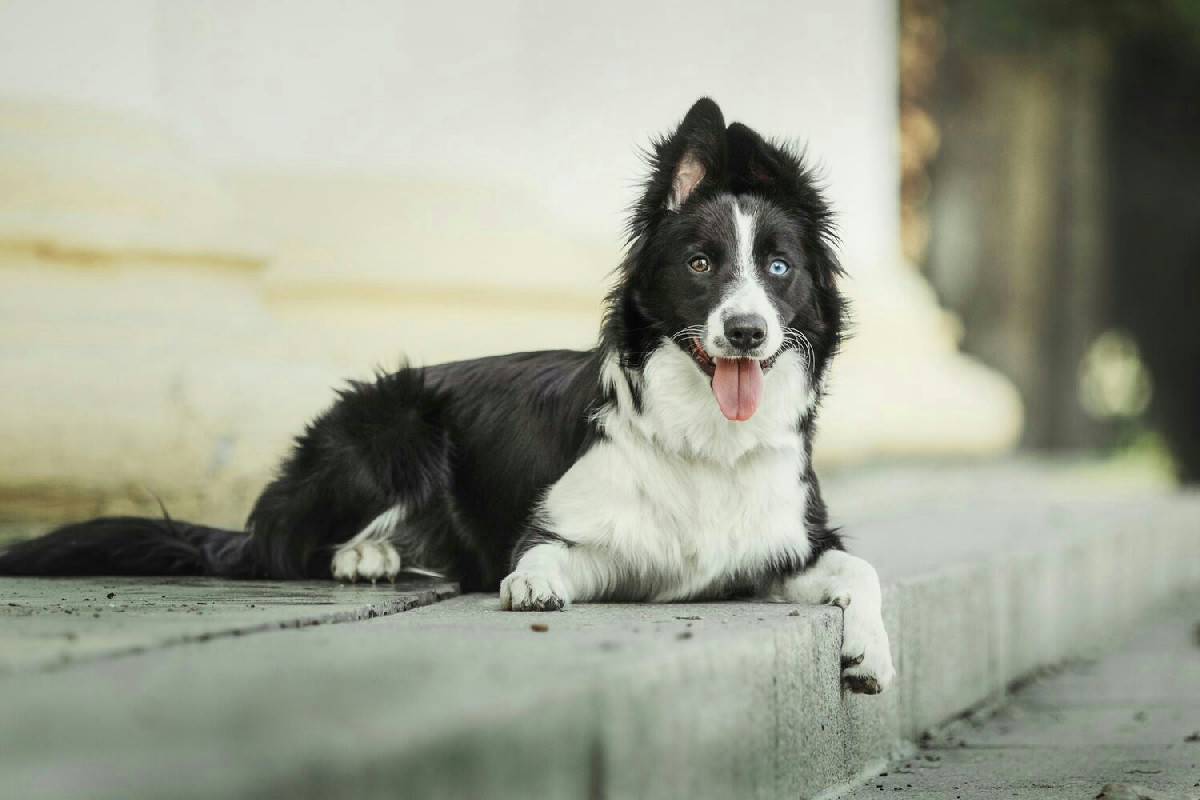 Border Collie: energia inesauribile e dinamismo che rendono unica questa razza sveglia e instancabile