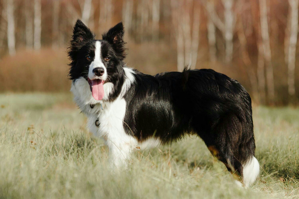 Border Collie: energia inesauribile e dinamismo che rendono unica questa razza sveglia e instancabile