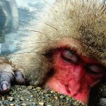 Il bracconaggio globale colpisce 4.000 specie in 10 anni: il business illegale cresce costantemente