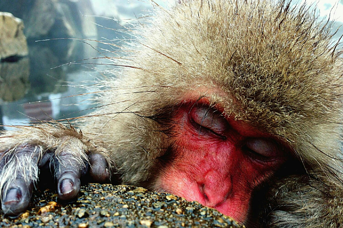 Il bracconaggio globale colpisce 4.000 specie in 10 anni: il business illegale cresce costantemente