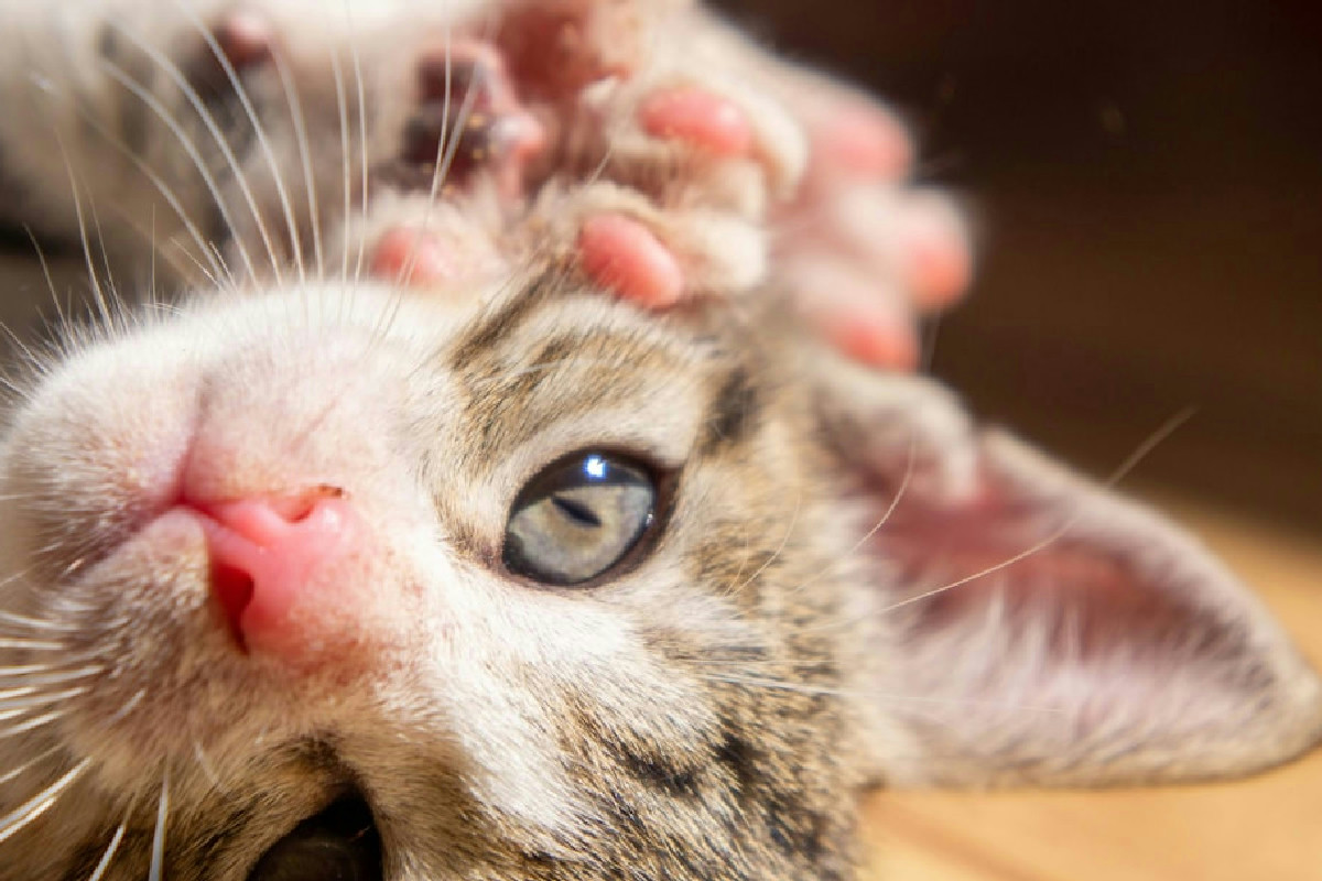 I cambiamenti nella bocca dei gattini: cosa aspettare e consigli per affrontarli al meglio