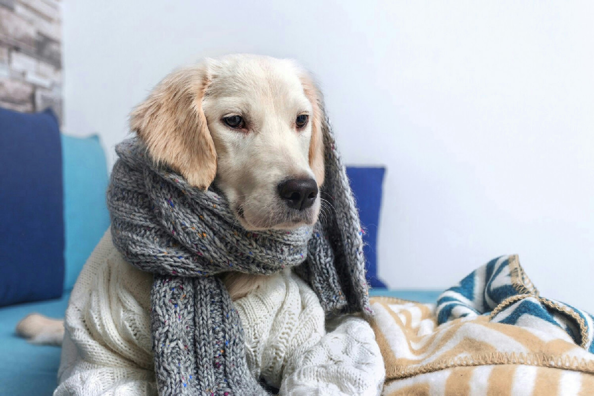 Cane con tosse persistente: segnali da riconoscere e consigli utili per il benessere del tuo amico
