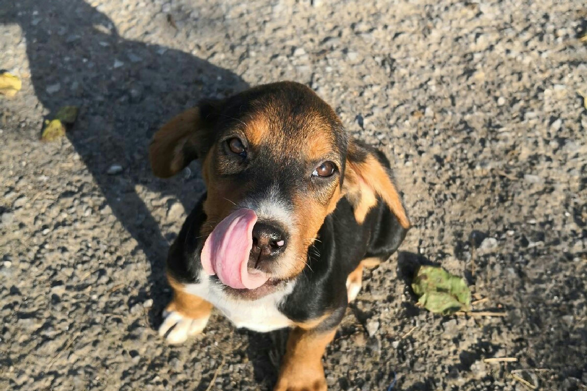 Il cane che zoppica frequentemente può nascondere problemi spesso trascurati quotidianamente
