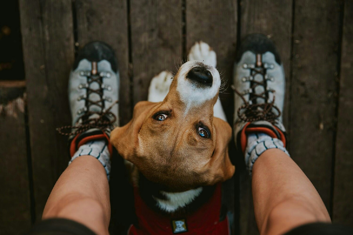 Cani in casa, un rito quotidiano che trasforma le abitudini e le scelte di sempre più italiani