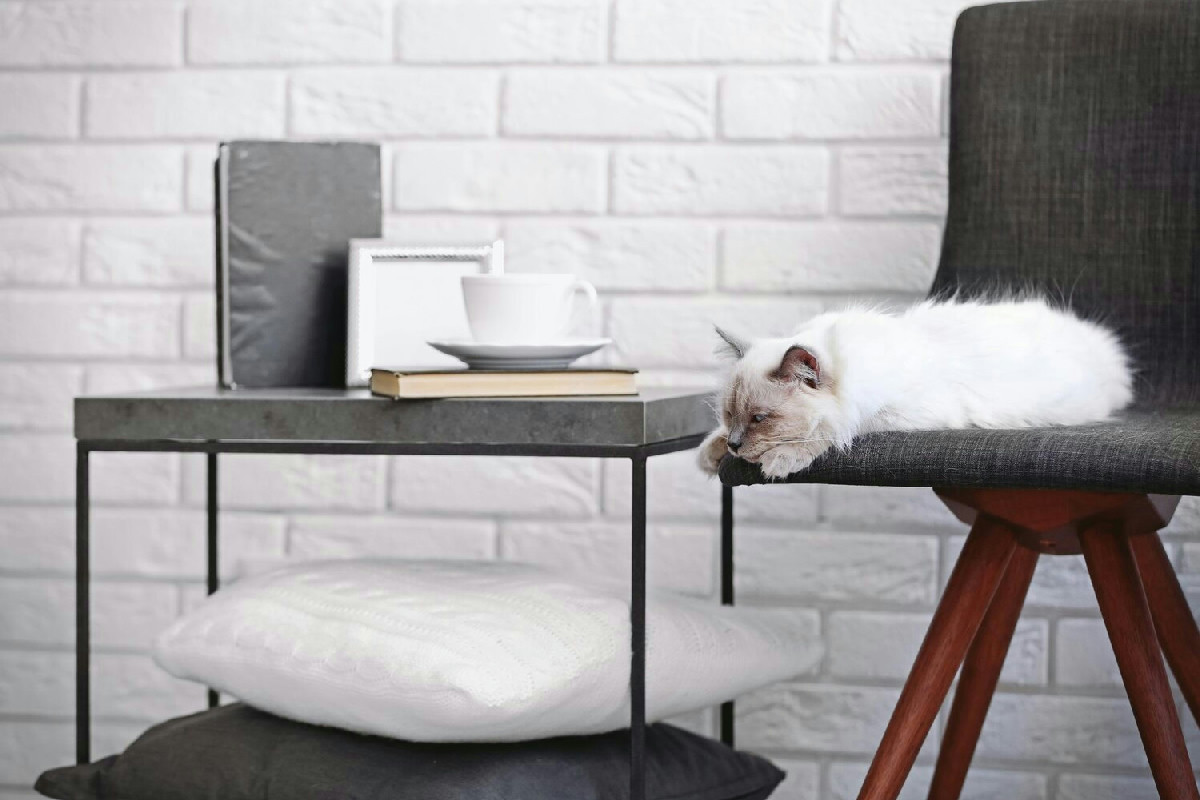 Casa a prova di gatto: 11 consigli pratici per un ambiente sicuro e confortevole per i felini