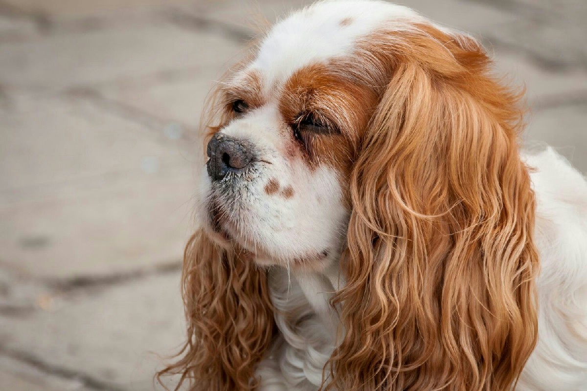 Il Cavalier King Charles Spaniel, un cane dolce e vivace ideale per le famiglie affettuose
