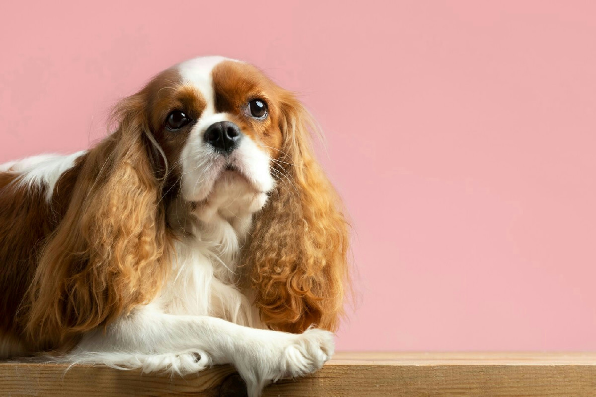Il Cavalier King Charles Spaniel, un cane dolce e vivace ideale per le famiglie affettuose