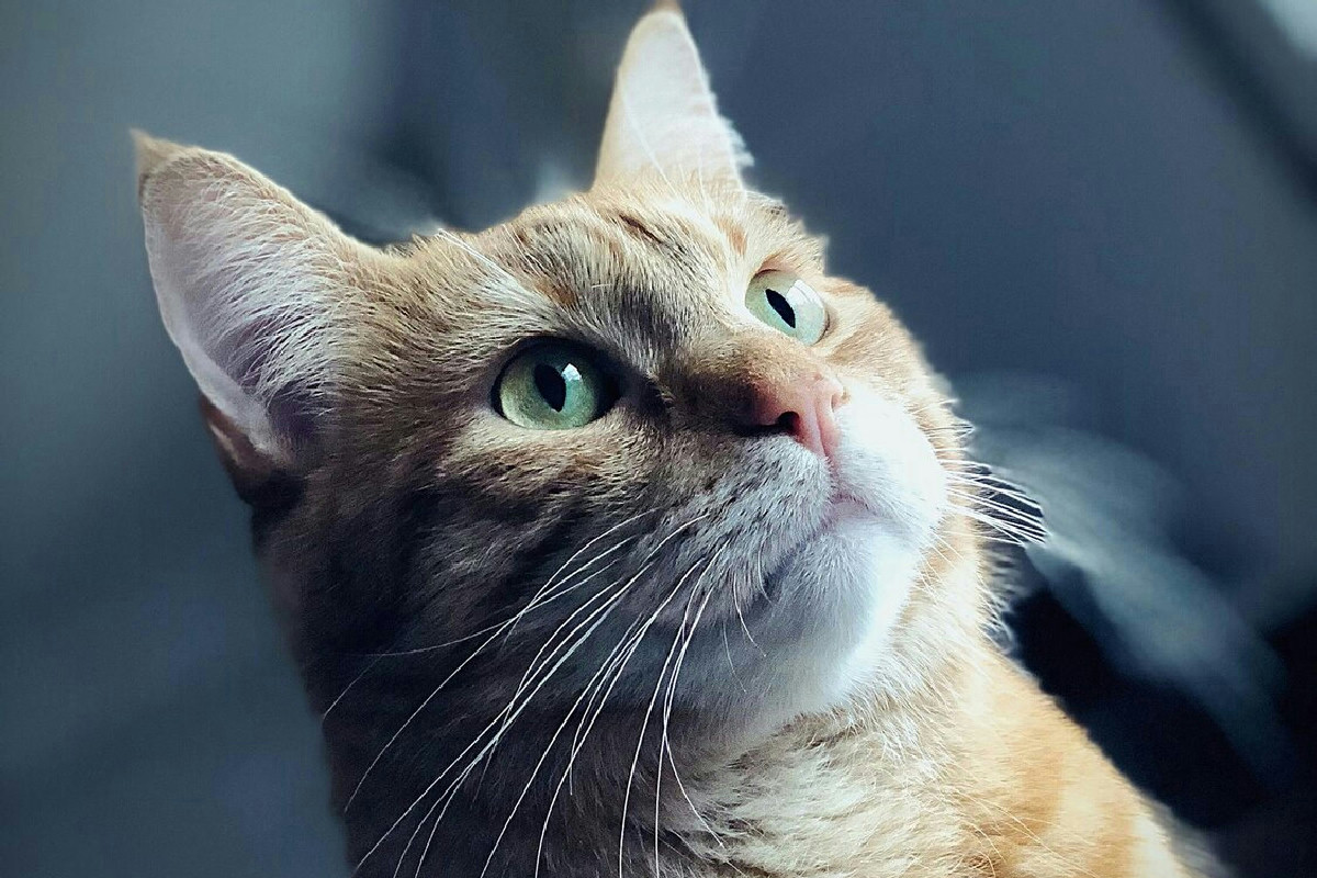 Cibi da evitare durante le feste per proteggere la salute del gatto in casa a Natale