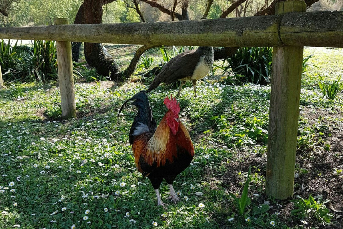 Come allevare galline in giardino: guida pratica per gestirle e risolvere i dubbi più frequenti