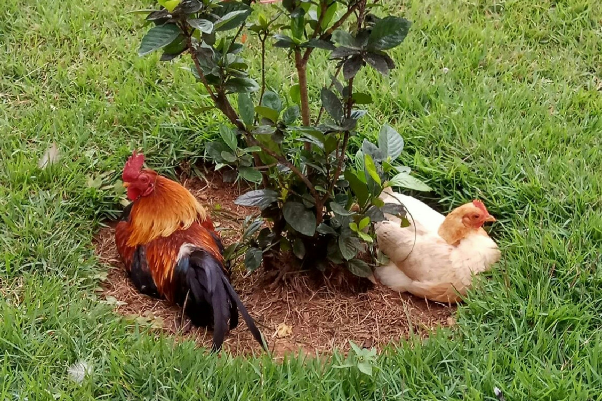 Come allevare galline in giardino: guida pratica per gestirle e risolvere i dubbi più frequenti