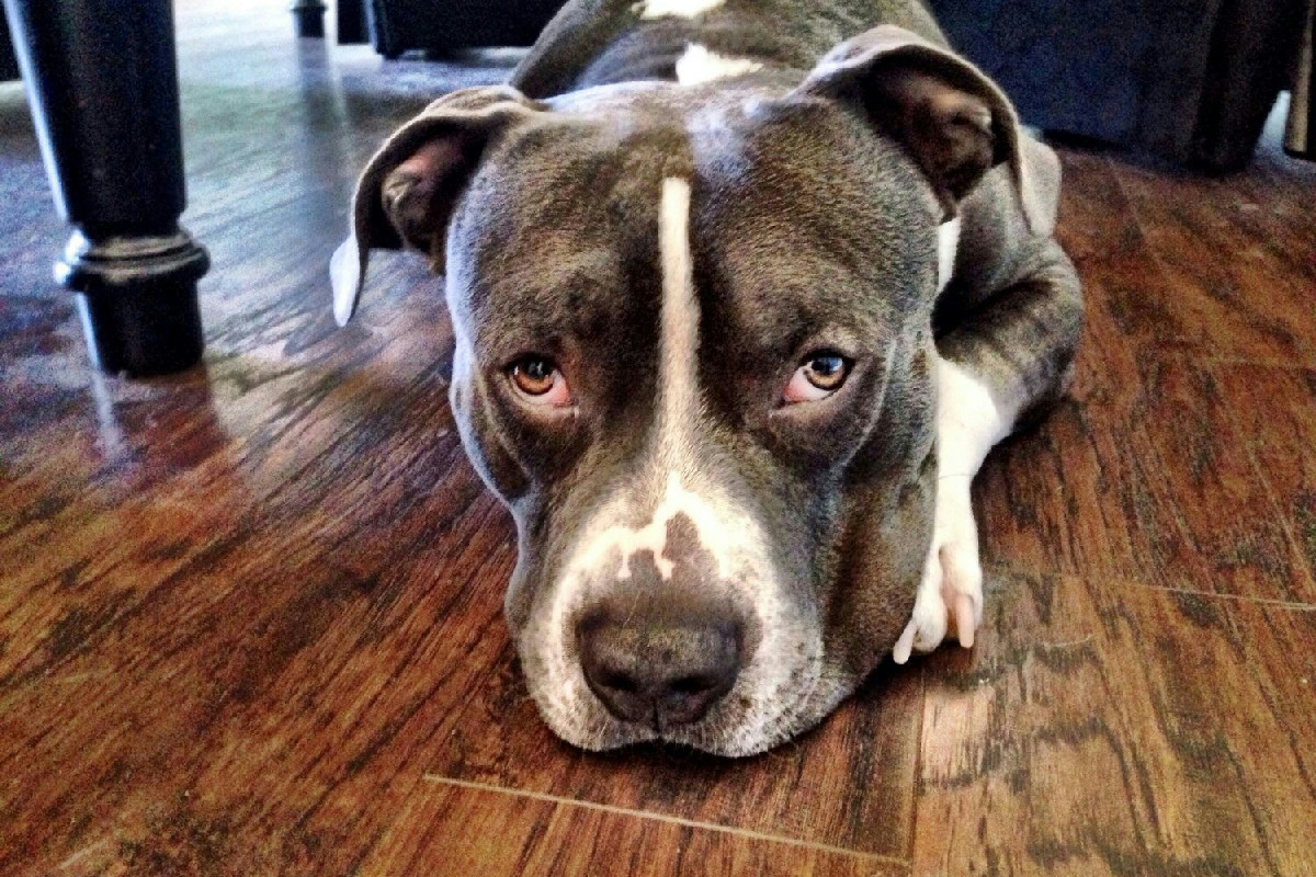 Come il comportamento degli animali cambia quando affrontano la paura: cosa osservare con attenzione