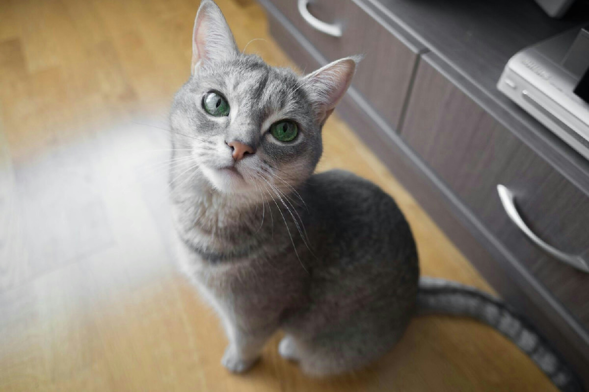 Come curare il pelo del gatto: metodi efficaci per mantenere salute e lucentezza costante