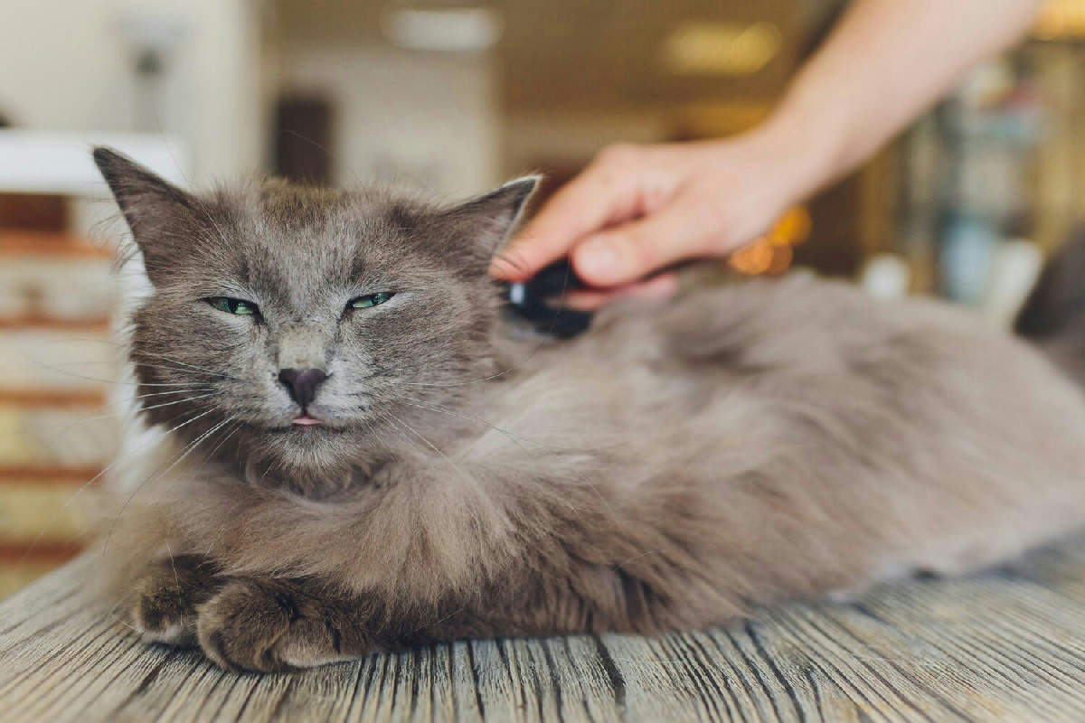 Come curare il pelo del gatto: metodi efficaci per mantenere salute e lucentezza costante