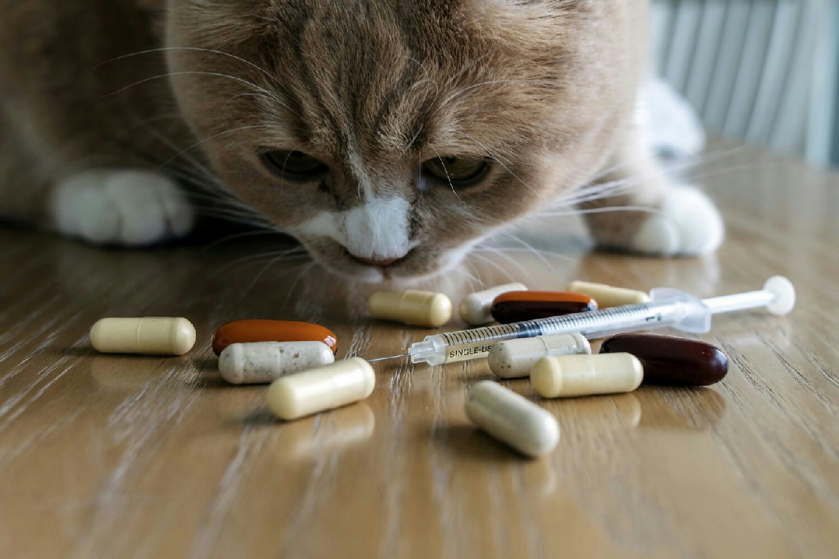Come somministrare medicine a cani e gatti senza stress tutelando il loro benessere quotidiano