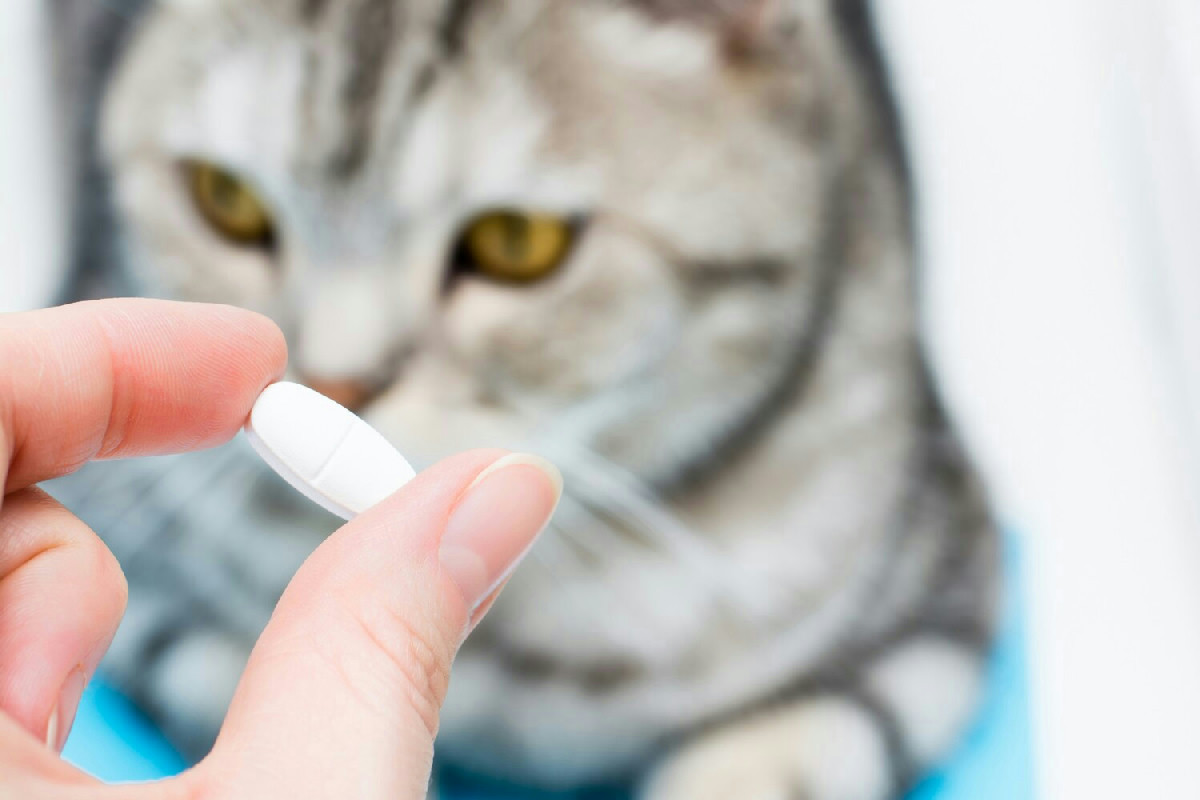 Come somministrare medicine a cani e gatti senza stress tutelando il loro benessere quotidiano