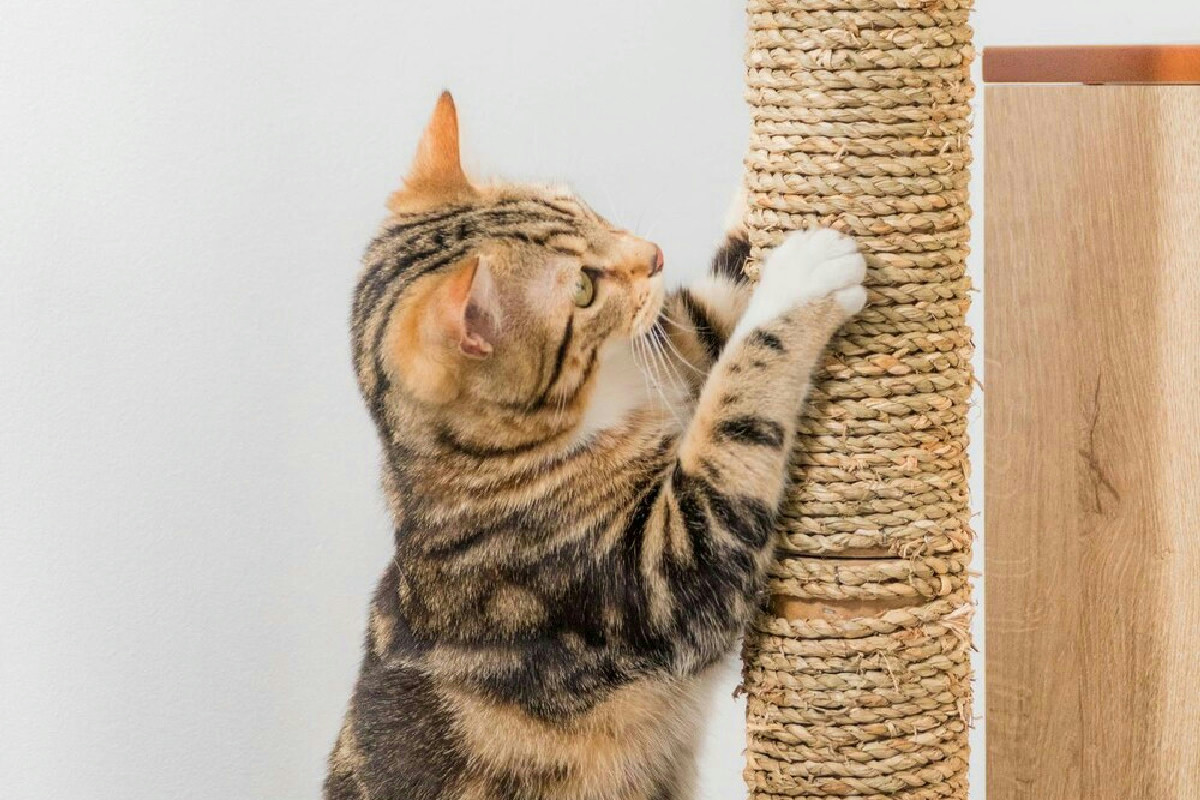 Il comportamento del gatto che spiega perché graffia e come influenza la sua vita in casa
