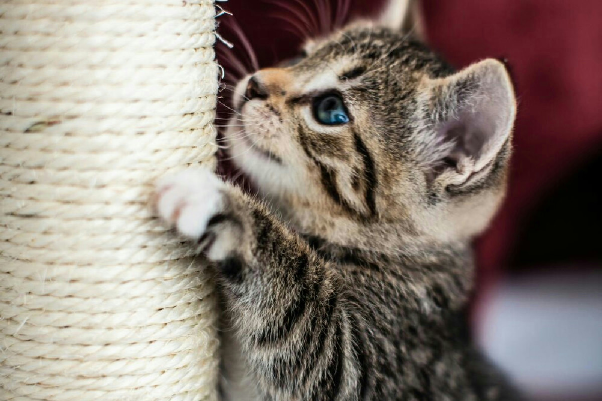 Il comportamento del gatto che spiega perché graffia e come influenza la sua vita in casa