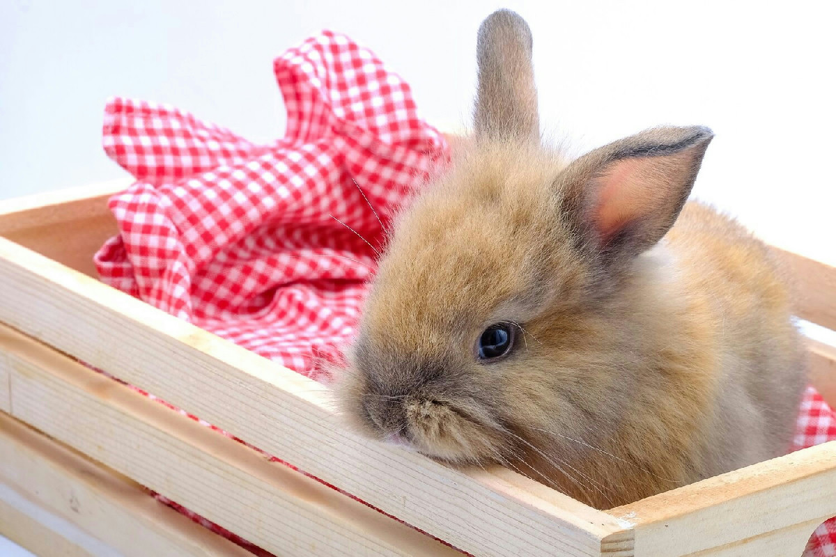 Coniglio nano in casa: guida essenziale per il benessere, l’alimentazione e una vita sana e serena