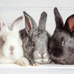 Coniglio nano in casa: guida essenziale per il benessere, l’alimentazione e una vita sana e serena