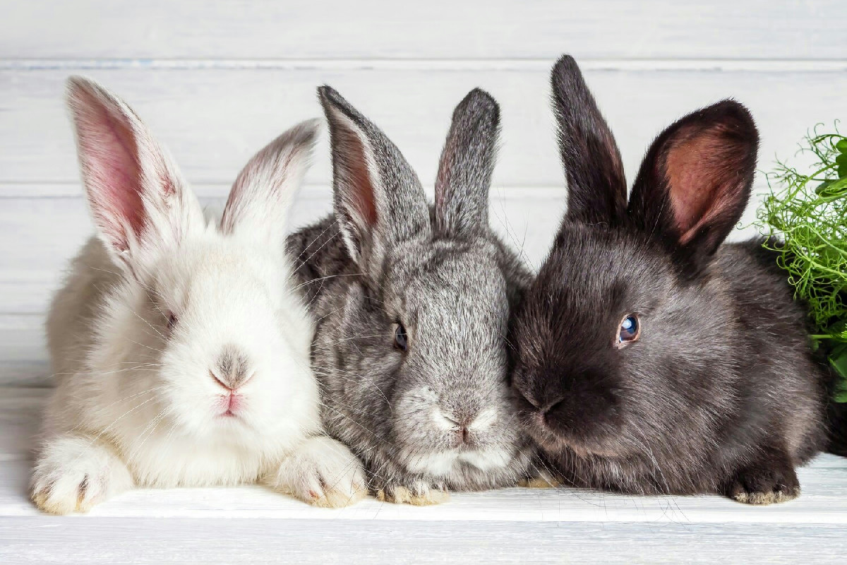 Coniglio nano in casa: guida essenziale per il benessere, l’alimentazione e una vita sana e serena