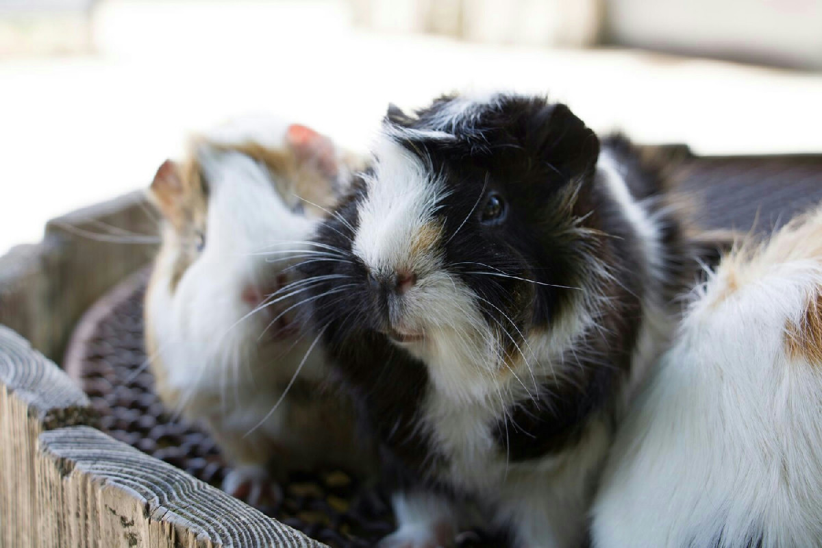 Consigli utili per aiutare i roditori ad affrontare al meglio l’inverno in casa o all’aperto