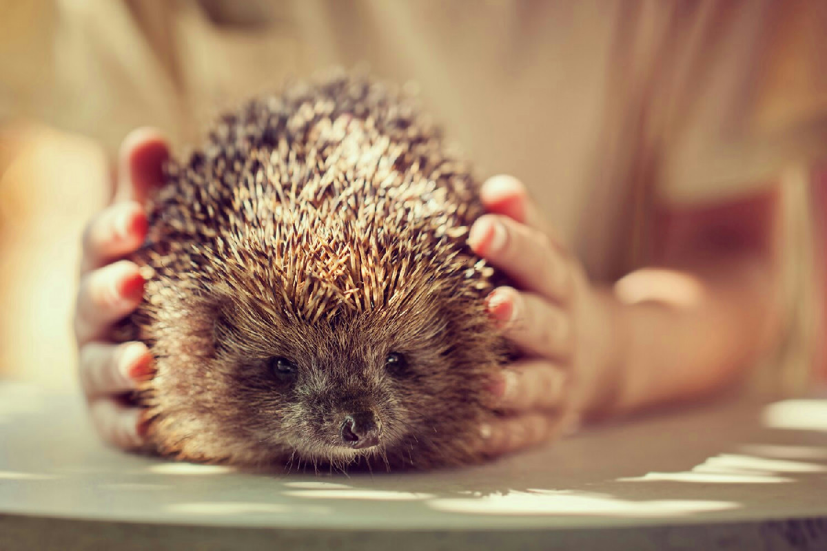 Cosa fare quando un riccio è in difficoltà: guida pratica per intervenire e proteggerlo con efficacia