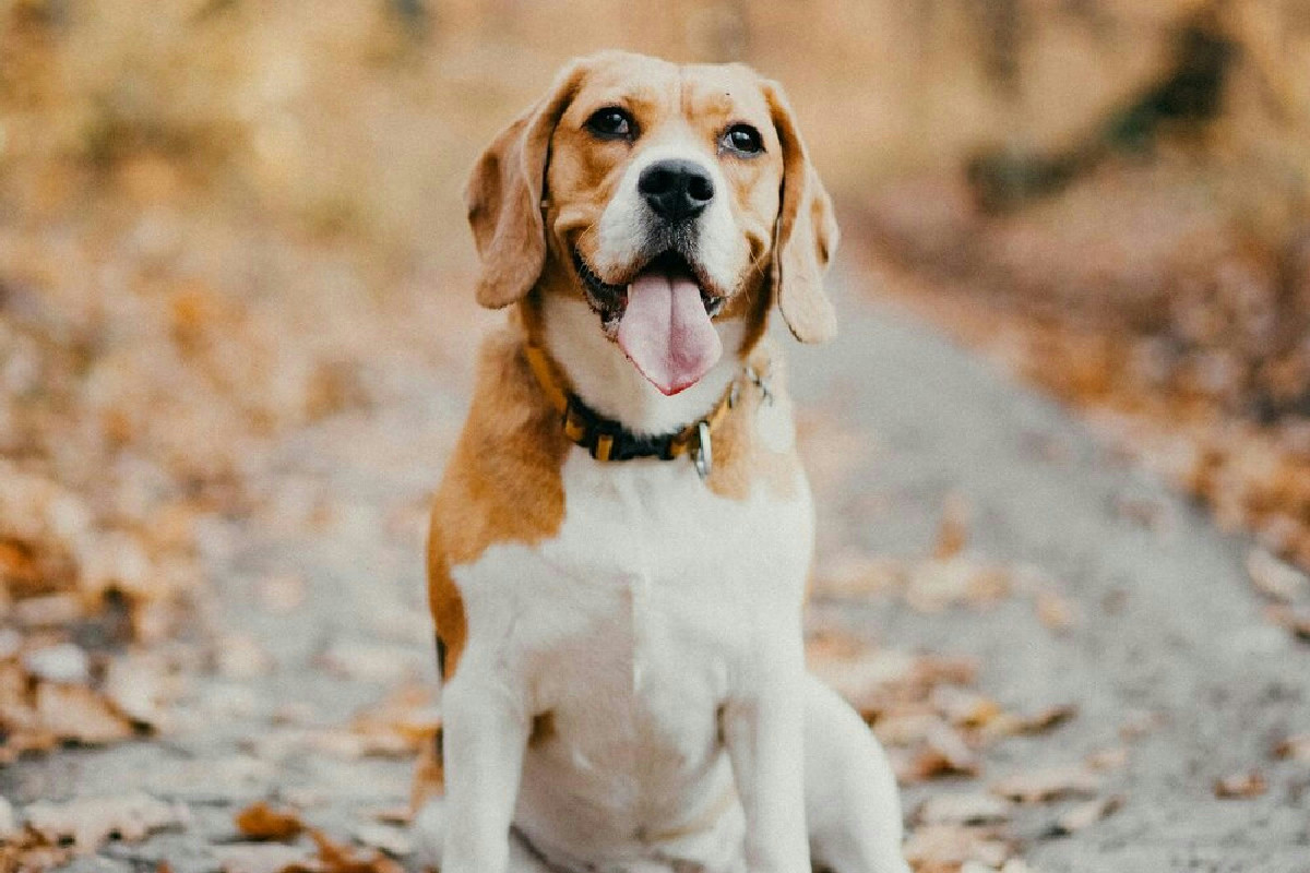 Cosa fare se il cane viene punto da un'ape o da una vespa per proteggerlo in casa al meglio