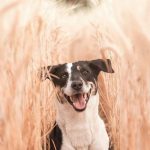 Cosa fare se il cane viene punto da un'ape o da una vespa per proteggerlo in casa al meglio