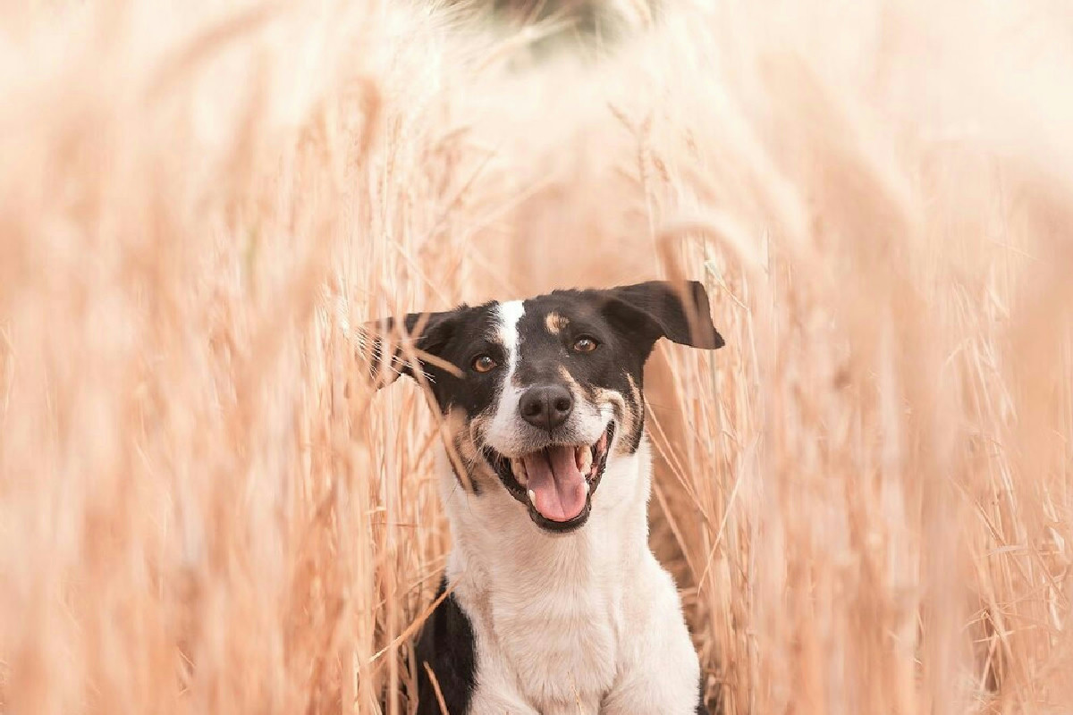 Cosa fare se il cane viene punto da un'ape o da una vespa per proteggerlo in casa al meglio
