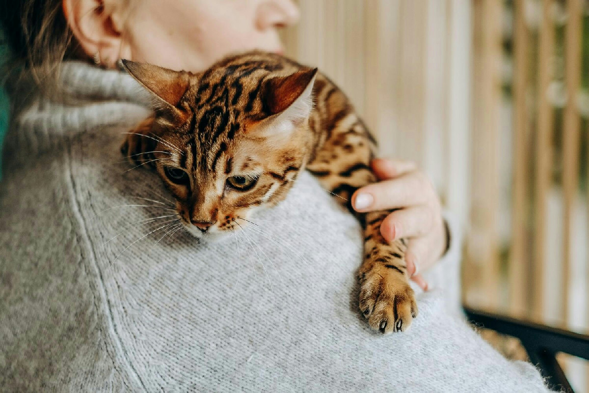 Cosa indica il comportamento del gatto quando esprime affetto: riconoscere 5 segnali certi in casa